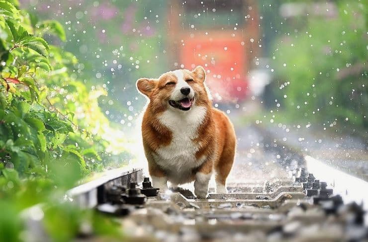 happy corgy dog on the rails