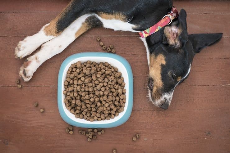 dog lying by the bowl filled with kibbles