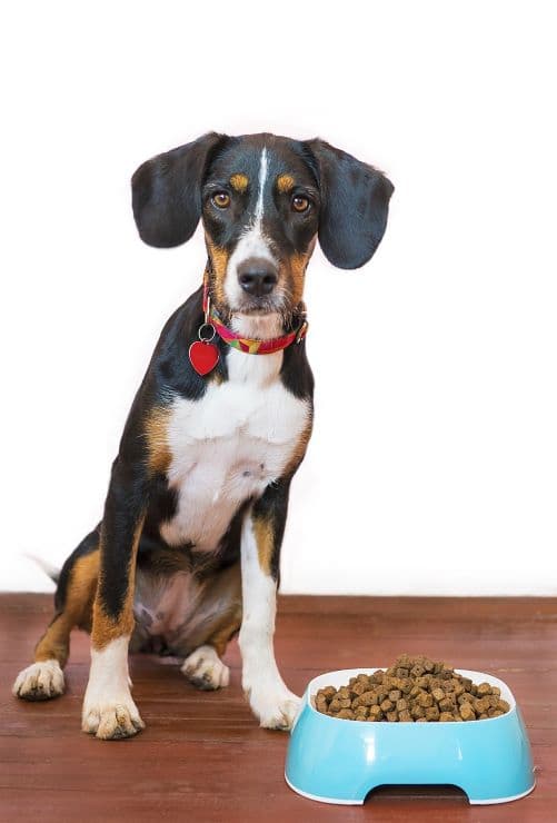 dog sitting by the bowl filled with kibbles