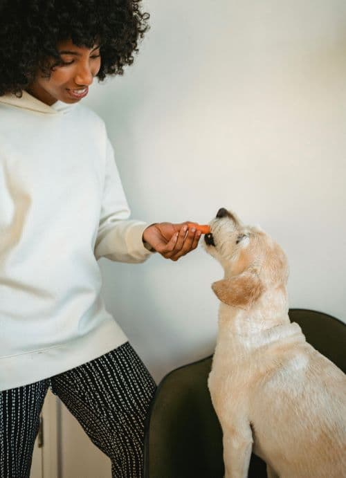 dog sitter offering a carrot to a dog