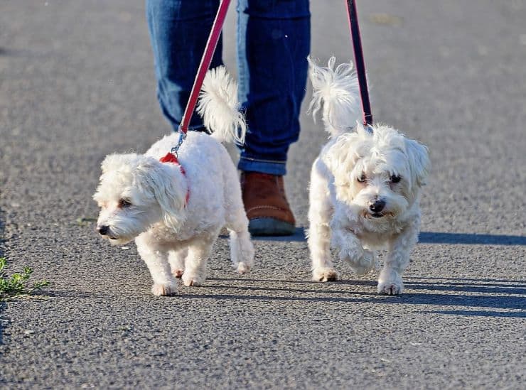 pet sitter walks two white dogs