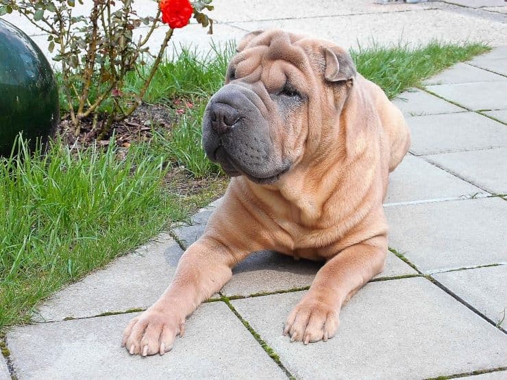 shar pei dog guarding the garden