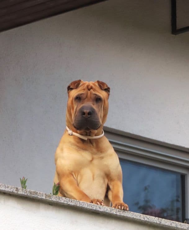 shar pei dog guarding from a balcony