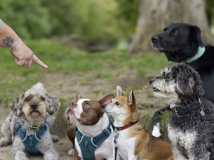 training a group of dogs