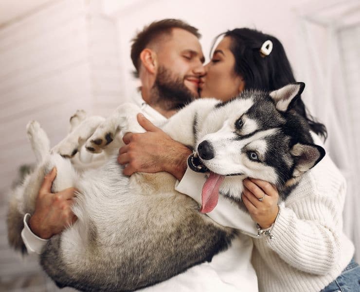 a kissing couple with husky on men's hands