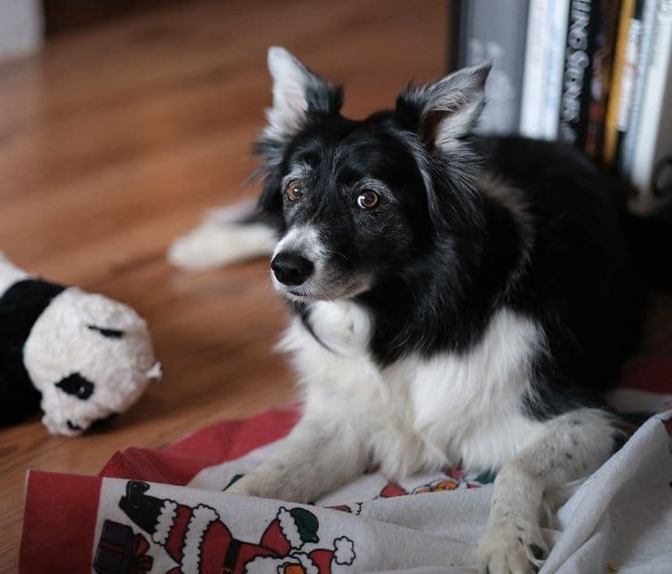 border collie lying on the floor with a toy