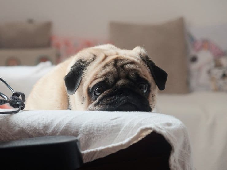 cute pug resting on the bed