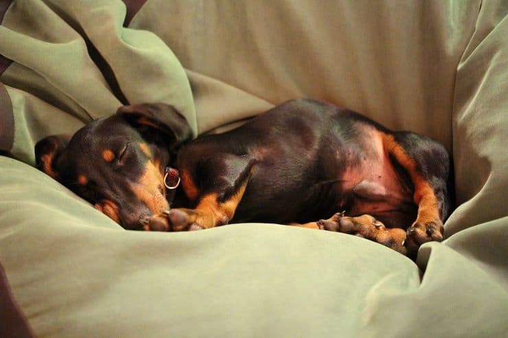 a doxie puppy sleeping in his bed