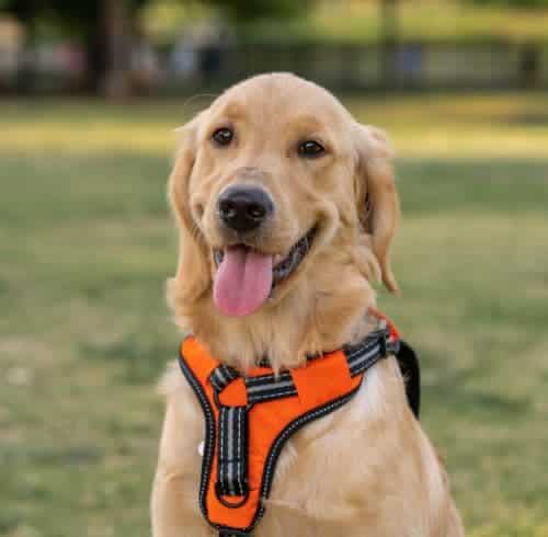 golden retriever wearing a new harness