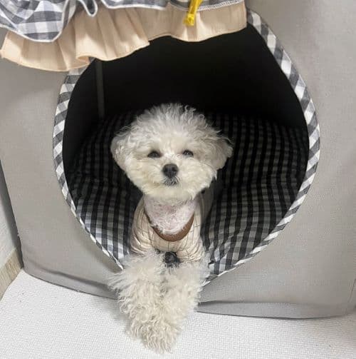 white puppy in a new puppy house