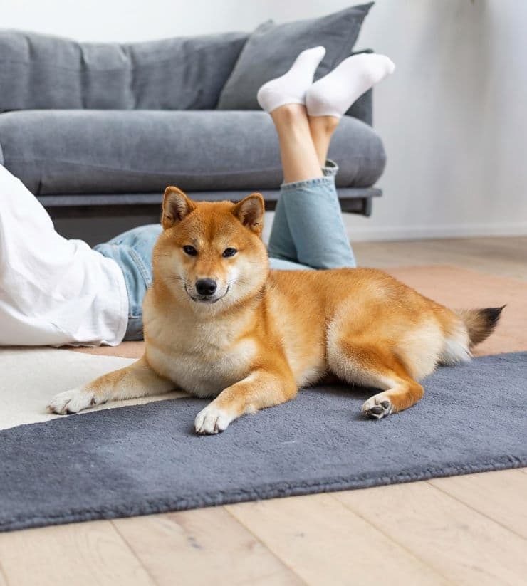 shiba inu on the floor with a woman