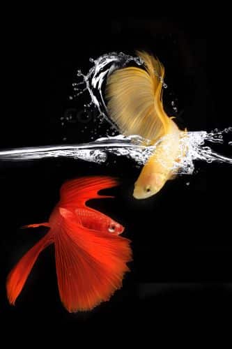 two betta fish playing