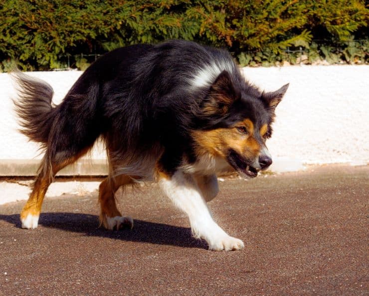 black and white dog walking aggressively