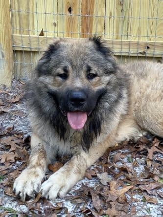 Caucasian Dog male for adoption in Florida