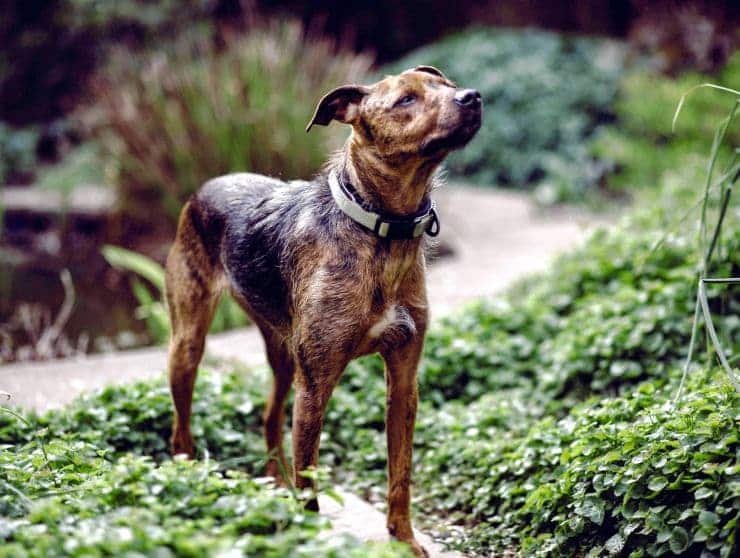 black & brown dog stands on grass