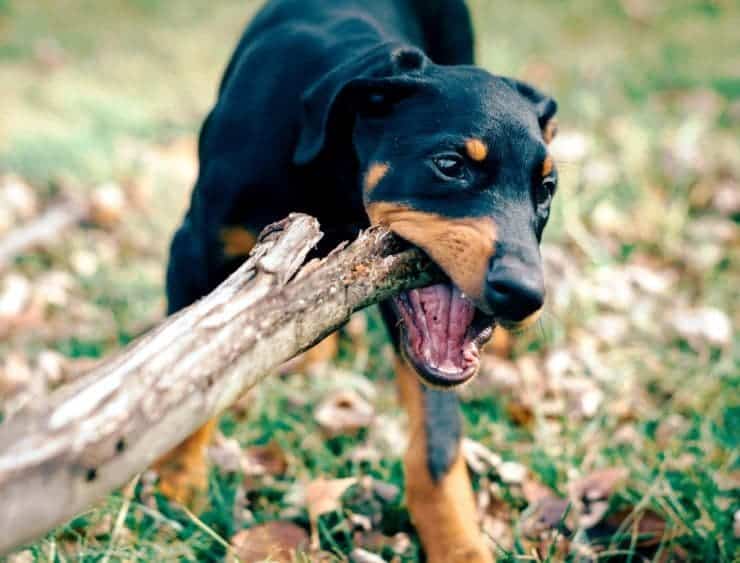 dog chewing wood log