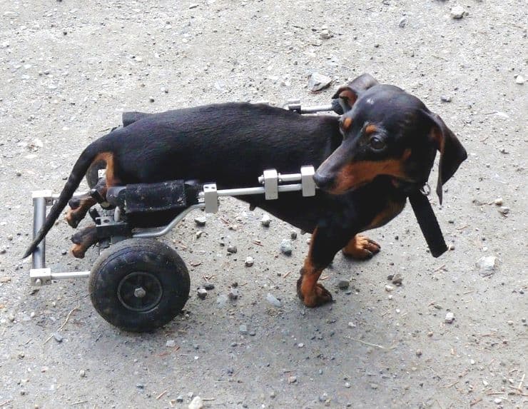 dachshund dog with joints problems using walking wheels