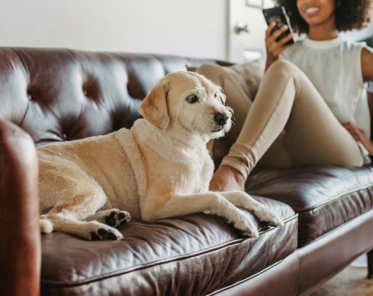 dog and owner lying on a sofa