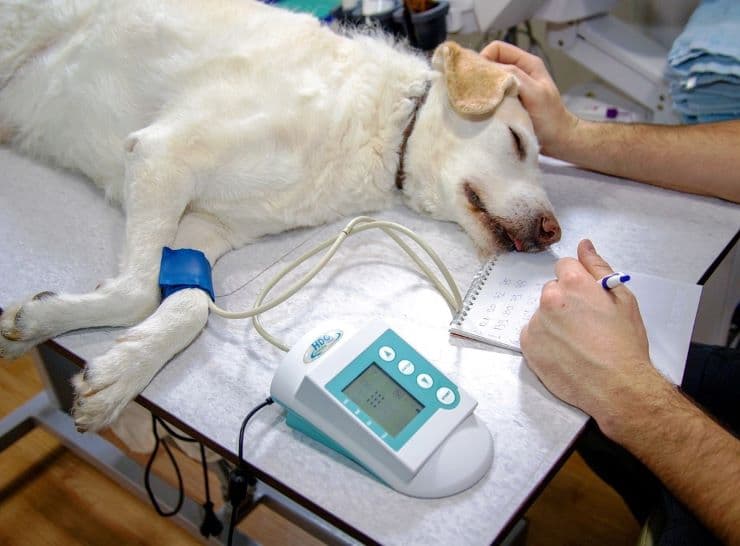 relief vet examining a dog