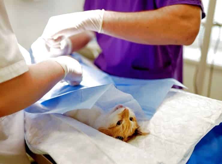 surgery on a cat by relief vets
