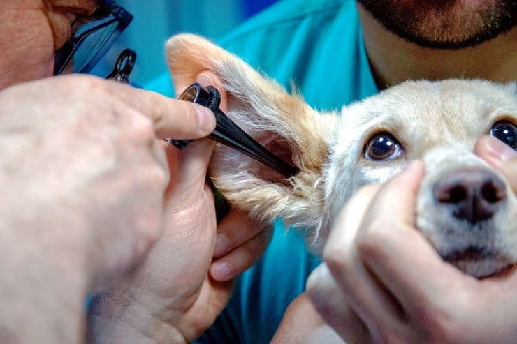 relief vet examining dog's ear