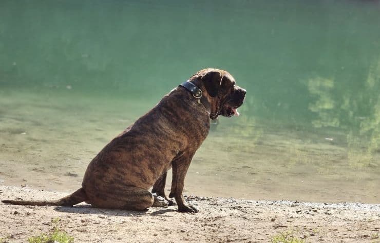 Presa Canario dog sitting on a shore of a lake