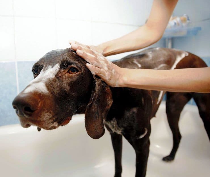 two hands are washing a dog