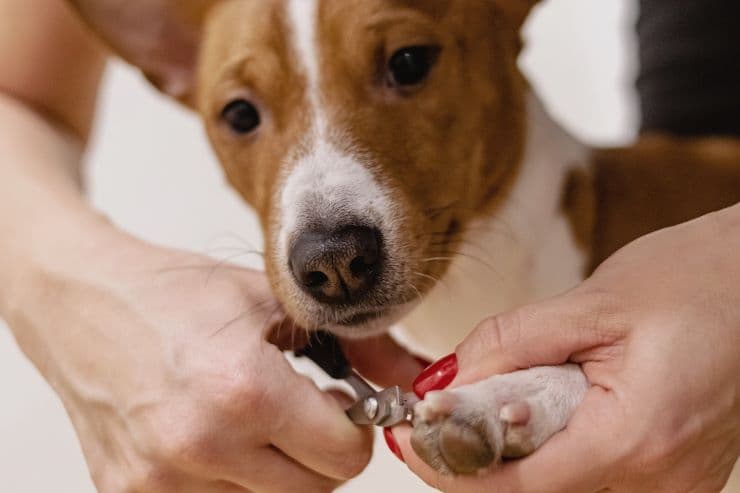 dog nails clipping