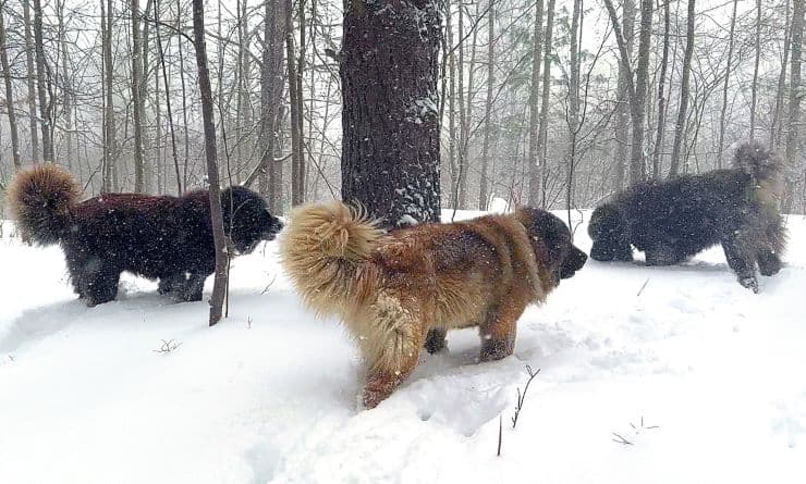 Brotherbear Acres' Caucasian Ovcharkas in the winter forest