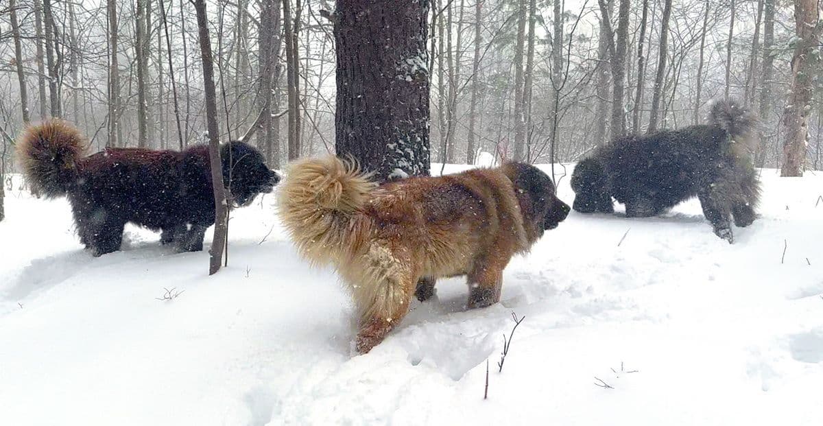 Brotherbear Acres - New Caucasian Ovcharka Breeder in the US