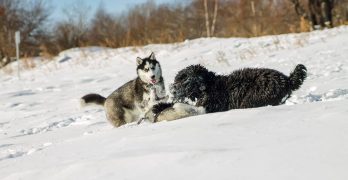 Huskies and Black Russian Terrier are playing together in the snow