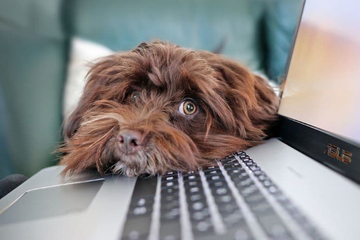 brown dog's head lying on an opened laptop