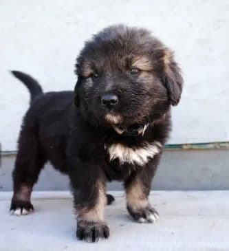 Caucasian dog puppy for sale in Canada