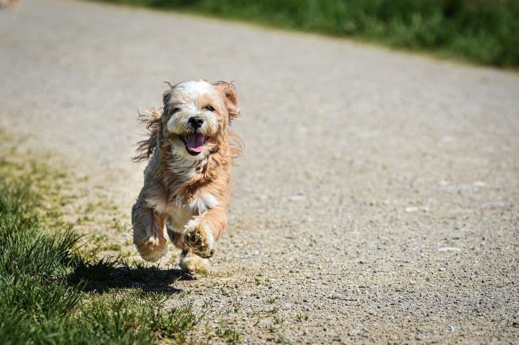 a small dog running free