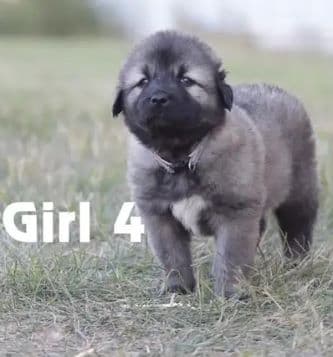 Caucasian Ovcharka puppy girl for sale in Canada